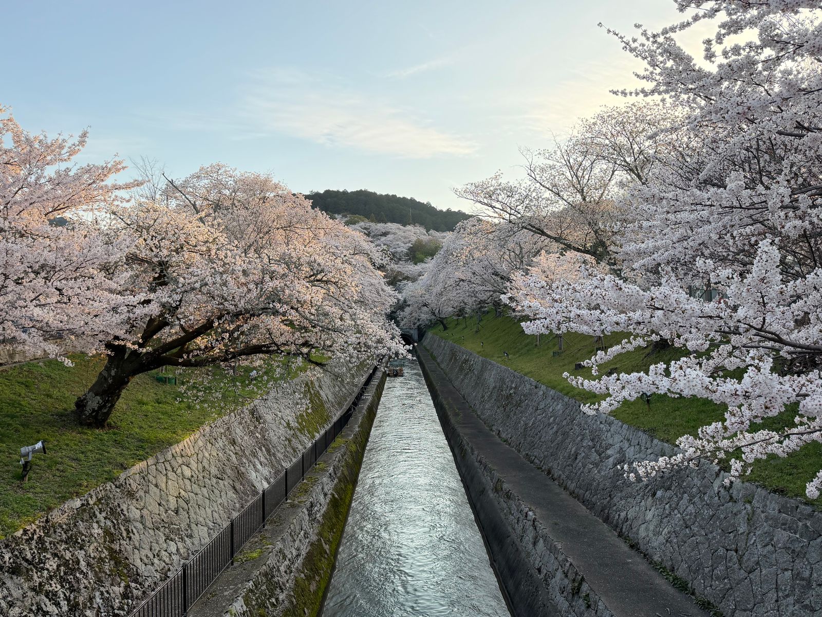 京都賞櫻五日遊