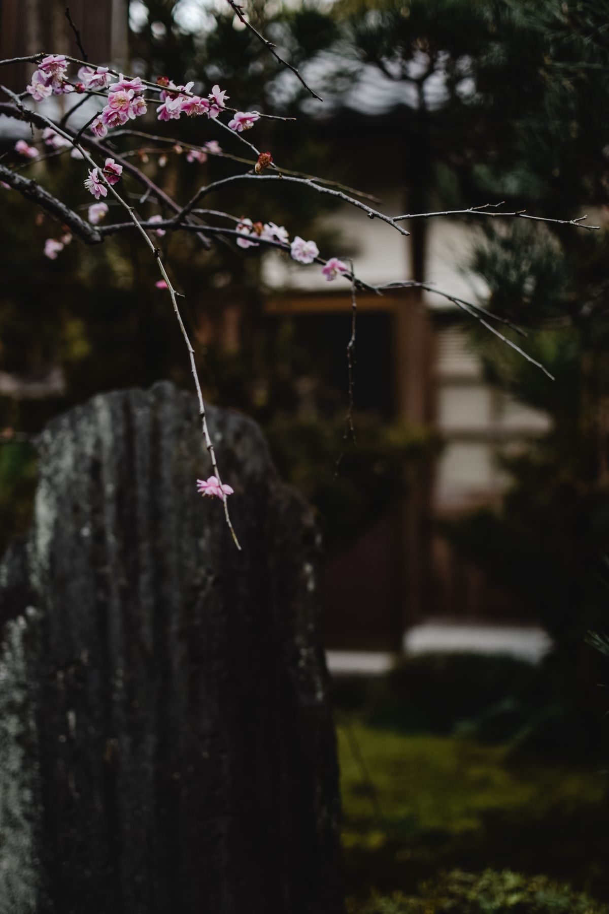 京都賞櫻五日遊 - 2