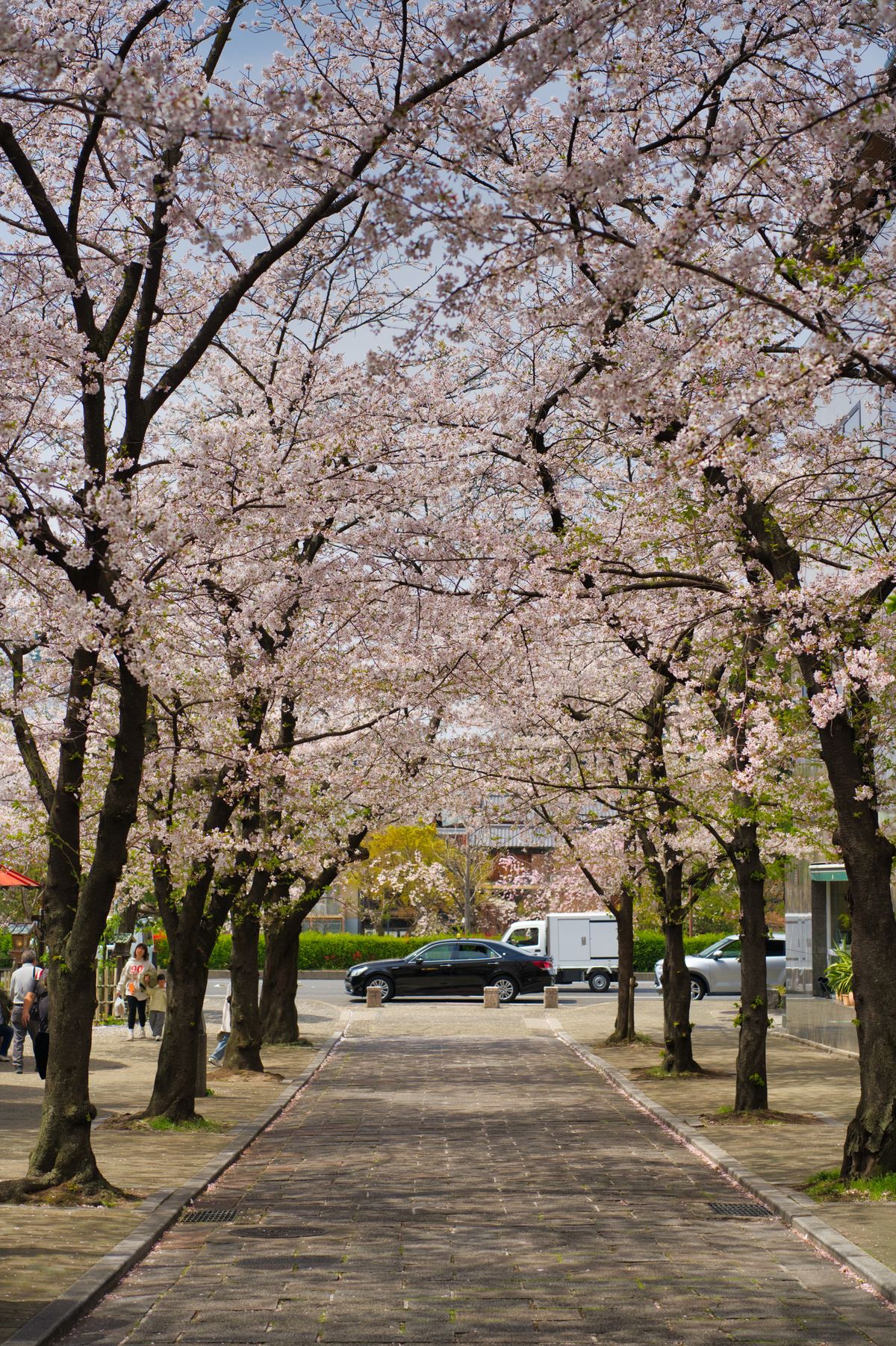 京都賞櫻五日遊 - 3